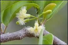 Arbre appartenant à la famille des Olacacées que l'on trouve dans les régions tropicales. Il possède un fruit acide nommé "pomme de mer" ou "citron de mer".