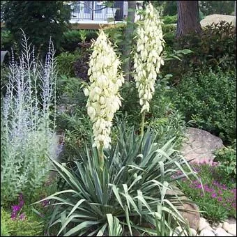 Le feuillage est persistant, vert foncé. La floraison blanche se fait de juin à août. Il lui faut une exposition en plein soleil.