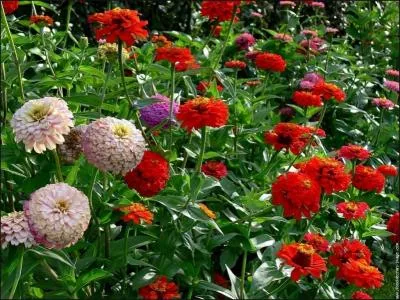 Pour quelles raisons les jardiniers aiment-ils planter des zinnias ?