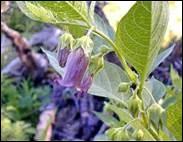 C'est une plante vivace de la famille des solanacées que l'on appelle le Bouton-noir, mais aussi :
