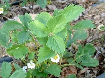 Bientôt une riche cueillette !