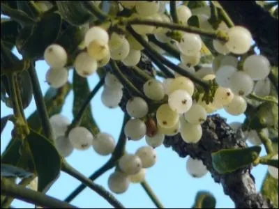 On dit qu'il aide à surmonter les difficultés, voilà pourquoi, à l'an neuf, on se doit de passer dessous !