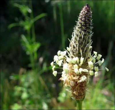 Herbe à cinq côtes. De quoi est-il question ?