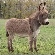 Quelle est la couleur de l'ne, symbole du parti dmocrate amricain ?