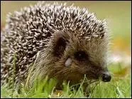 Quelle est la dure de vie d'un hrisson ?