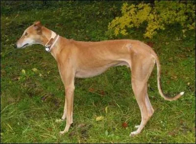 Puis ce chien. De quelle race est-il ?