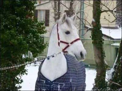 Quelle est cette robe ?