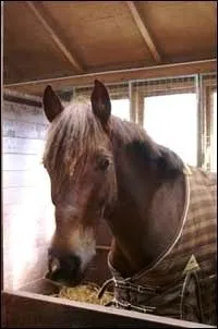 Quelle est cette robe ?