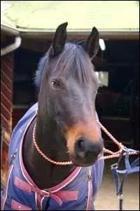 Quelle est cette robe ?