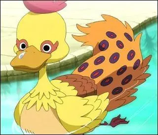 Comment se nomme ce canard ?