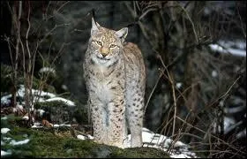 Quel est cet animal ?