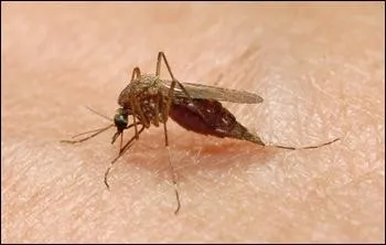 Quel est le nom de celui-ci ?