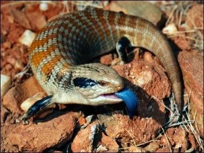 Comment se nomme cet animal (trange d'ailleurs) ?