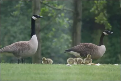Ces oies sont des bernaches du Canada.