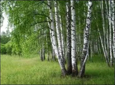 Ces arbres ont des mots homophones. Que désignent-ils respectivement ?