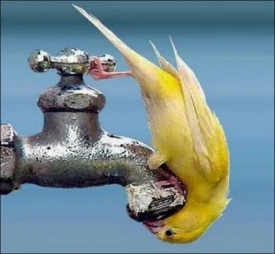 Quelle est la proportion d'eau contenue dans le corps d un tre humain adulte en bonne sant ?