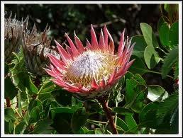 Quelle plante est l'emblème de l'Afrique du Sud ?