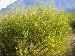 Quelle infusion est ralise  partir du rooibos ?