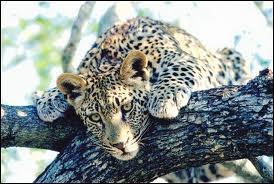 Quelle réserve animalière est avec ses 19 600 km2 le plus grand parc national d'Afrique du Sud ?
