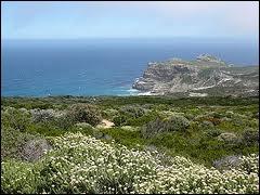 Quel terme signifiant buisson fin en afrikaans désigne la formation végétale naturelle caractéristique du sud de l'Afrique du Sud ?
