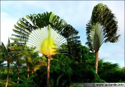 Qu'appelle-t-on le ravenala ?