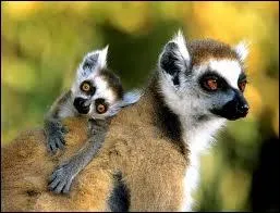 Combien de familles de lmuriens existe-t-il  Madagascar ?