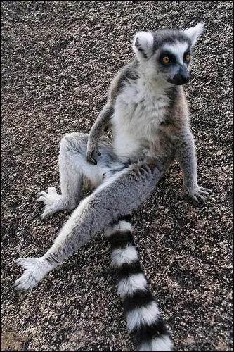 Une grande partie de la faune et de la flore de Madagascar est unique au monde, on dit que ce sont des espces :