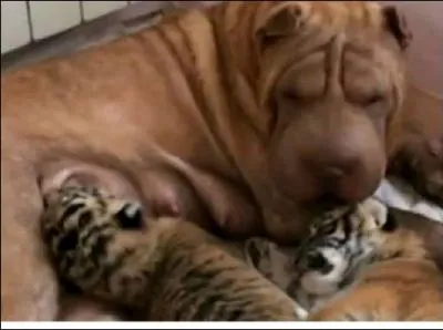 Comment finir ce quiz sans parler de vous, seigneur de la taga, en voie de disparition, mme si l'on se dcidait enfin  agir !