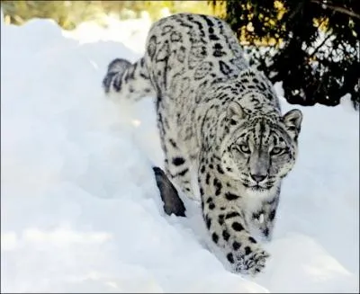 Dans des tendues montagneuses et glaces, vous tes capable de surprendre le bouquetin !