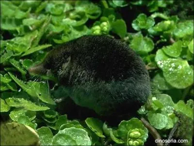 Sexuellement, vous tes un mle inpuisable, comme chasseur, vous tes d'une voracit sans limites, un vritable tigre miniature !