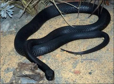 Clair ou fonc, dans certaines rgions dsertiques australiennes, vous tes un chasseur mortel, mme les hommes craignent de vous rencontrer !