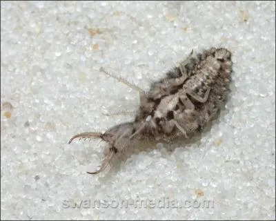 Si vous n'tes pas le roi de la jungle, vous tes bien l'empereur de l'entonnoir, en effet c'est du fond de celui-ci que vous attendez l'insecte imprudent !