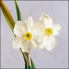 Fleur : je suis un personnage de la mythologie grecque. Mon nom est celui d'une fleur. Je suis :