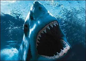 Qui a ralis  Les Dents de la mer  ?