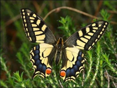 Quel est ce papillon de forme vaguement triangulaire dont les chenilles se voient souvent sur le fenouil, l'aneth, le persil et la carotte ?