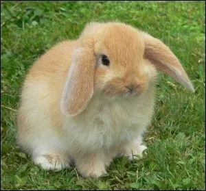 Comment dit-on  un lapin  en anglais ?