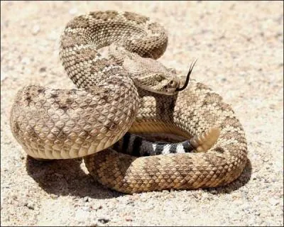 Comment dit-on  un serpent  en anglais ?