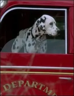 A Storybrooke, mme Pongo est prsent, chapp des 101 dalmatiens. A qui appartient-il ?
