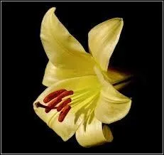 Quelle est cette fleur ?