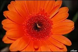 Quelle est cette fleur ?