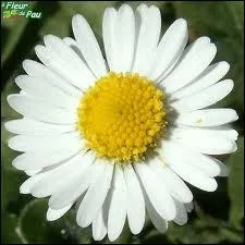 Quelle est cette fleur ?