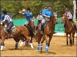 La balle de horse-ball a plusieurs lanires. Elles sont en :