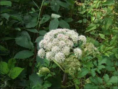 Indomptable, elle alla quand mme pouser un sultan de cinma :