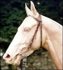 Pourquoi ce cheval a-t-il les yeux bleus ?