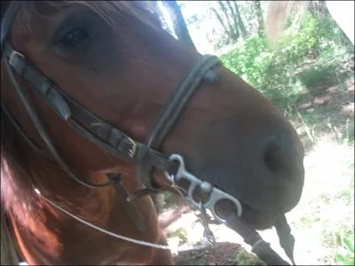 Comment appelle-t-on ce qu'on met sur la tte d'un cheval quand on part travailler ?