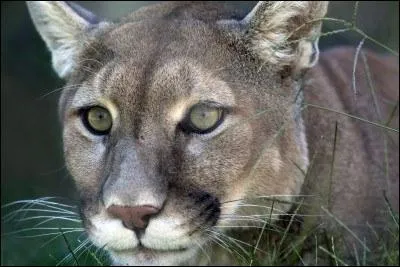 On m'appelle aussi lion des montagnes ou cougar, je suis...
