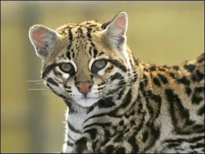 Je suis un chat sauvage, je vis en Amrique du Sud et en Amrique centrale. Qui suis-je ?