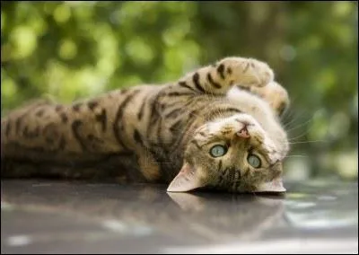 Originaire des Etats-Unis, je suis issu d'un croisement entre un chat domestique et un chat sauvage, je suis...