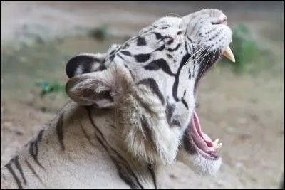 Tigre du Bengale, j'ai une anomalie gntique qui rend mon pelage blanc avec des rayures noires, je suis...