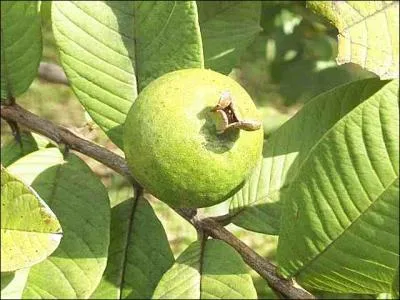 Quel est le nom de ce fruit, que peu doivent connatre ?